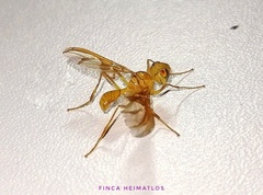 Lochmostylia borgmeieri