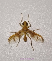 Lochmostylia borgmeieri