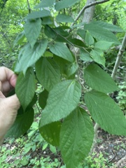 Celtis occidentalis