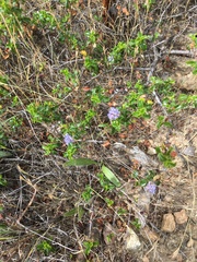 Ceanothus foliosus foliosus