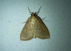 Framinghamia helvalis