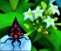 Huechys sanguinea