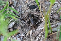 Modicogryllus frontalis