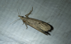 Donacaula roscidellus