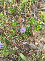 Ceanothus foliosus foliosus