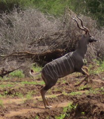 Tragelaphus imberbis