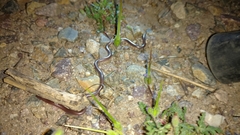 Rena humilis humilis