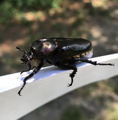 Osmoderma eremicola