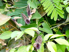 Aristolochia taliscana