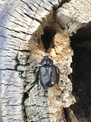 Osmoderma eremicola