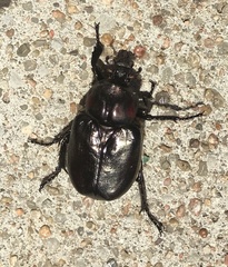 Osmoderma eremicola
