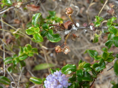 Ceanothus foliosus foliosus