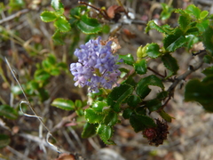 Ceanothus foliosus foliosus