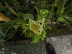 Dietes bicolor
