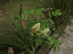 Dietes bicolor