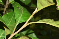 Roupala monosperma