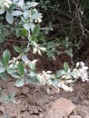 Berberis integerrima