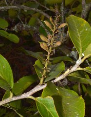 Roupala monosperma