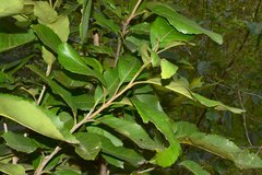 Roupala monosperma