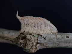 Callimantis antillarum