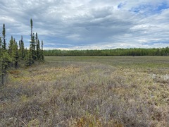 Coenagrion resolutum