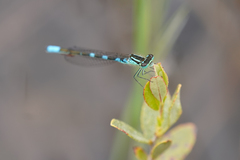 Coenagrion resolutum