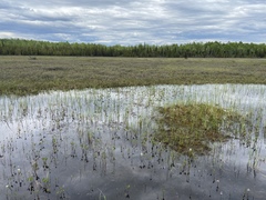 Coenagrion resolutum