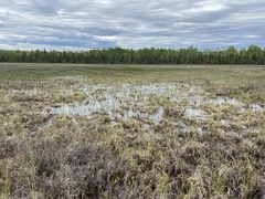 Coenagrion resolutum