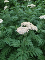 Tanacetum macrophyllum