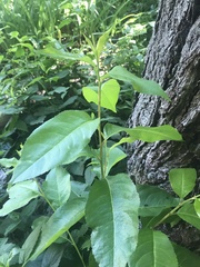 Prunus