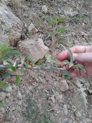 Berberis integerrima
