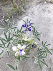 Lupinus pusillus