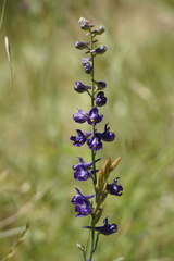 Delphinium variegatum