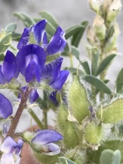 Lupinus pusillus