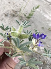 Lupinus pusillus