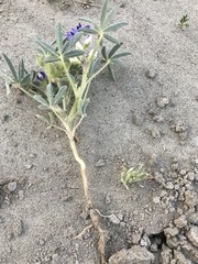 Lupinus pusillus