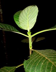 Guettarda crispiflora