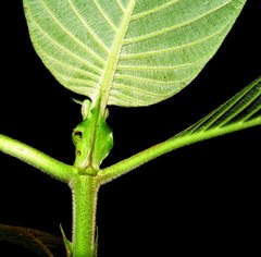 Guettarda crispiflora