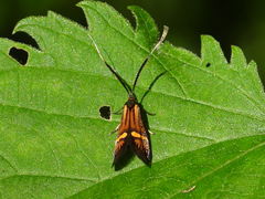 Nemophora degeerella