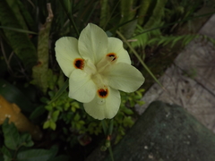 Dietes bicolor