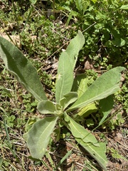 Verbascum thapsus
