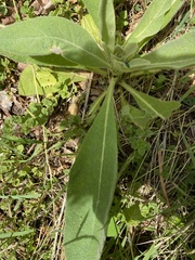 Verbascum thapsus