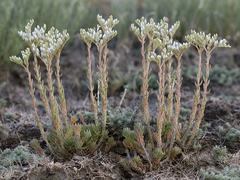 Petrosedum subulatum