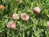 Strawberry Clover - Photo (c) Zinogre, some rights reserved (CC BY-SA), uploaded by Zinogre
