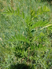 Glycyrrhiza lepidota