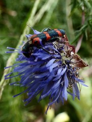 Trichodes leucopsideus