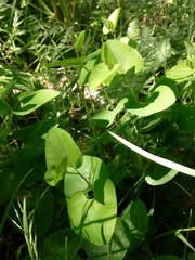 Aristolochia pallida