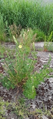 Oenothera rubricaulis