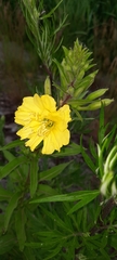 Oenothera rubricaulis