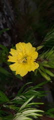 Oenothera rubricaulis